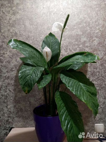 Комнатные растения 