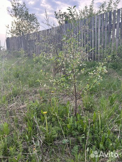 Кусты вишни «Уральская рубиновая»