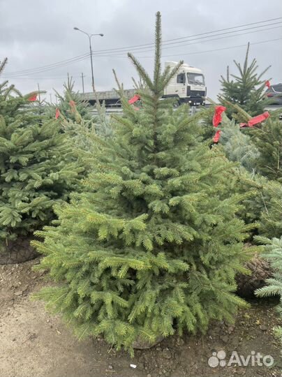 Саженцы ель голубая