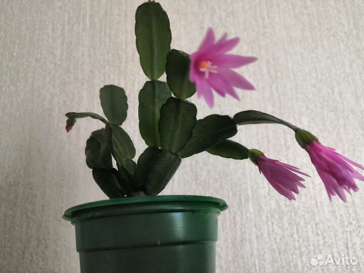 Декабрист, пасхальник, аглаонема, столетник Вера