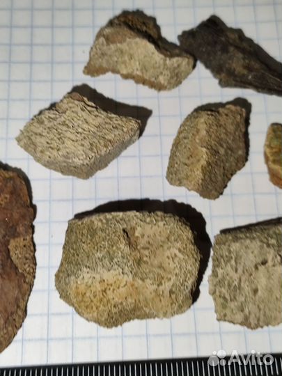 Кости эласмозавров/рептилия