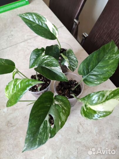 Эпипремнум пиннатум вариегатный