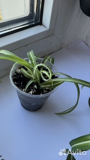 Хлорофитум кудрявый