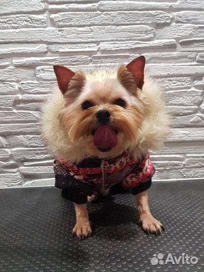 Стрижка собак