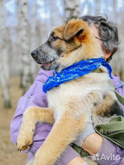 Миксу плохо в приюте