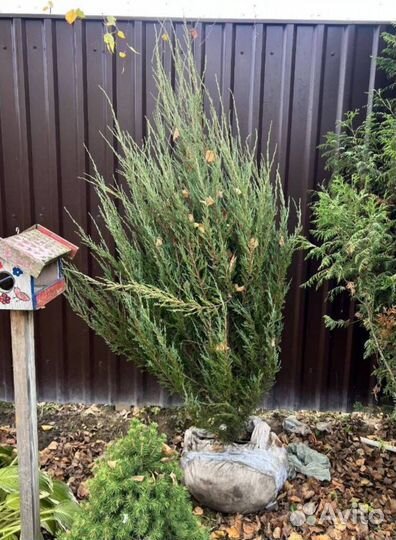 Можжевельник Блю Эрроу с бесплатной доставкой