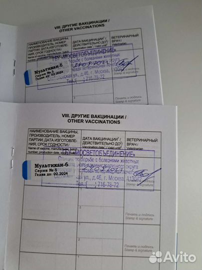 Померанский шпиц мраморного окраса