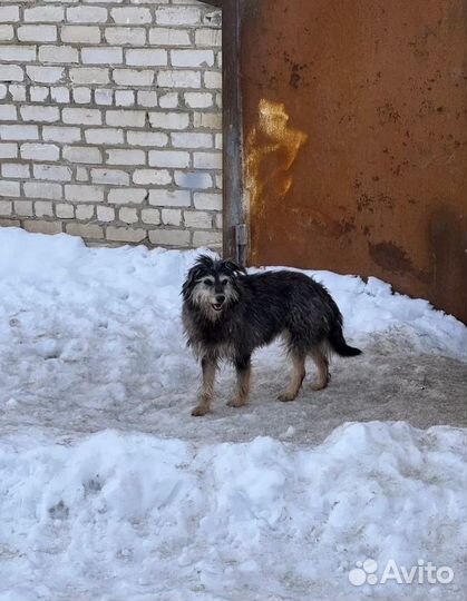 Бородачка из приюта