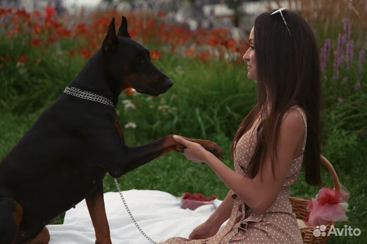 Доберман для фотосессии