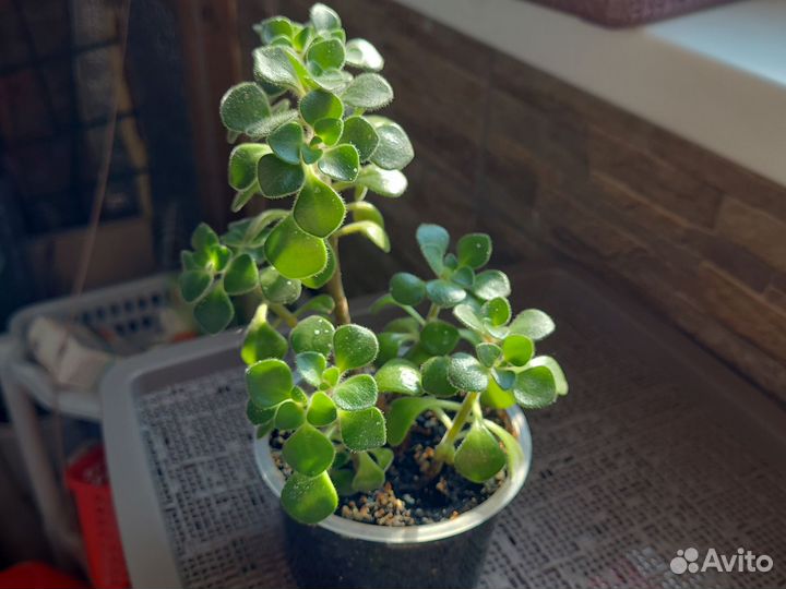 Аихризон дерево любви и счастья
