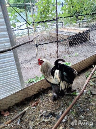 Продам петуха