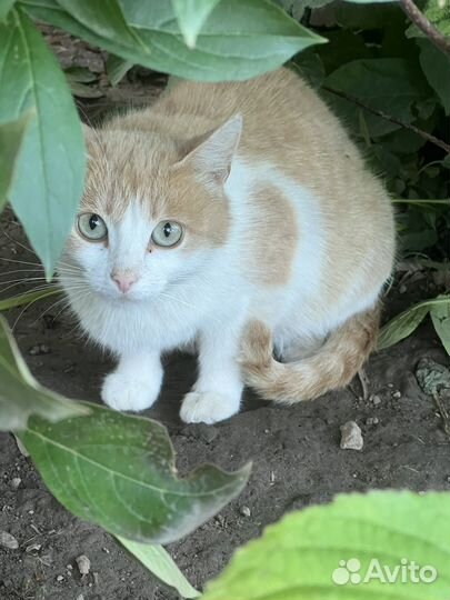Котята с мамой