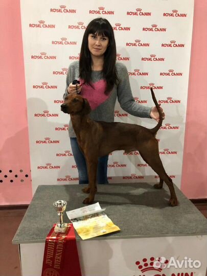 Немецкий Пинчер