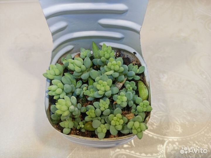 Седум Моргана, суккулент