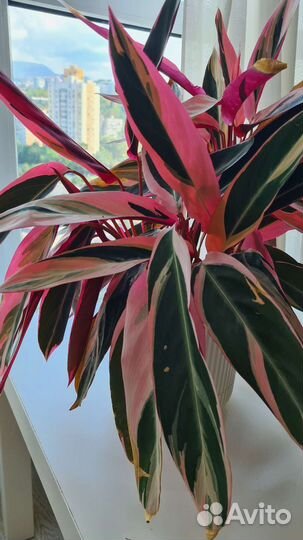 Калатея строманта триколор растение