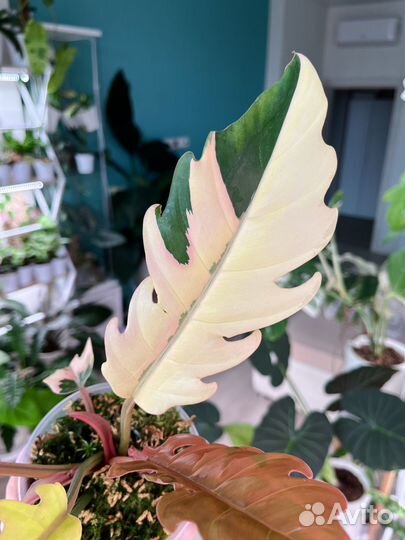 Филодендрон карамель марбл