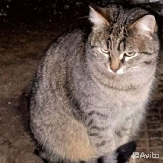 Кошки в добрые руки