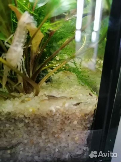 Болотный карликовый рак