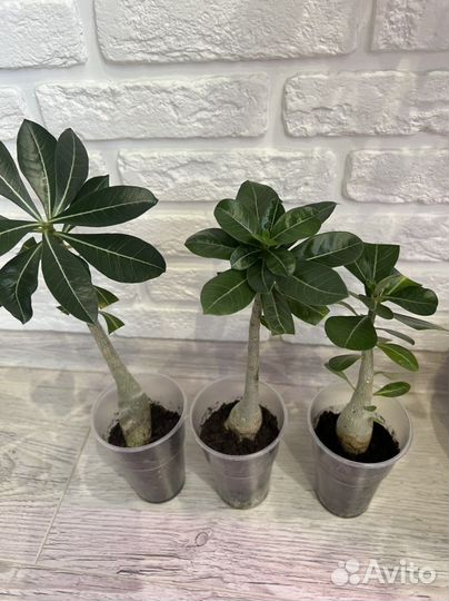 Адениум сеянцы