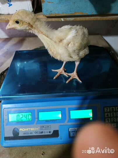 Цыплята бройлер импорт