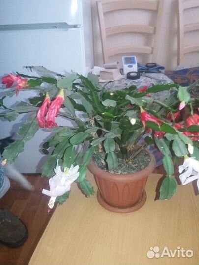 Зигокактус