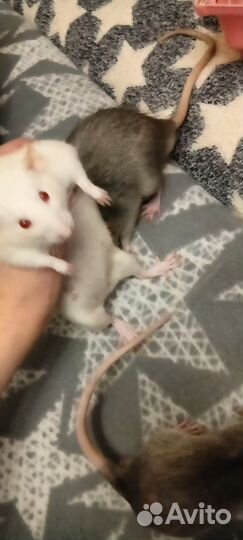 Крысята дамбо