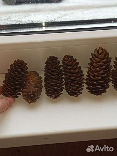 Шишки еловые