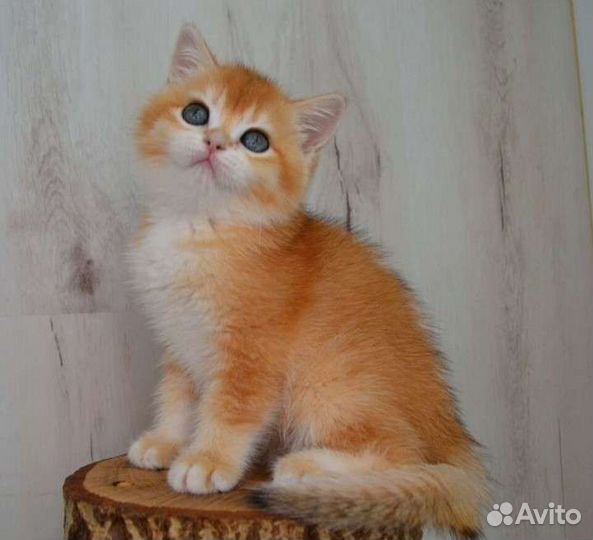 Клубные британцы золотая шиншилла