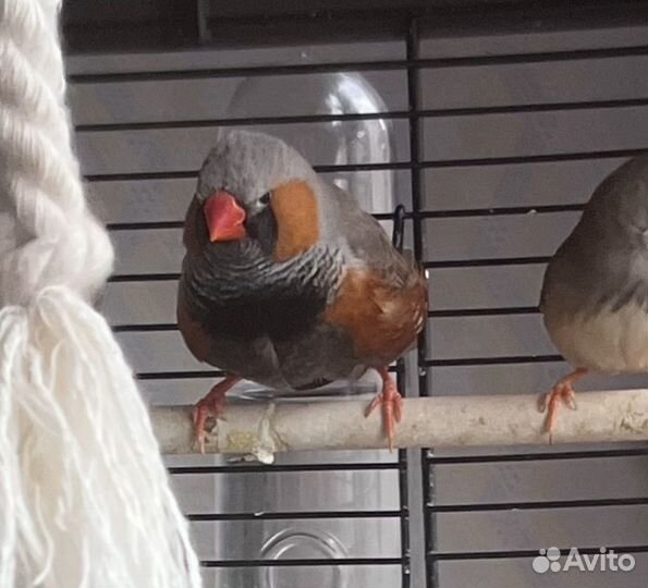 Зебровая амадина самка