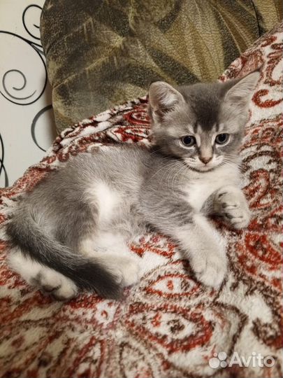 Отдам в добрые руки котят