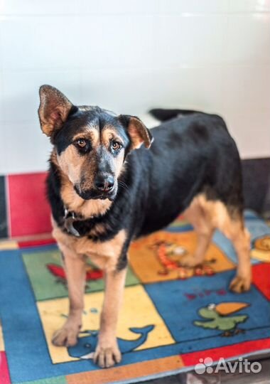 Передержка, зоогостиница для животных