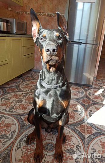 Доберман. вязка