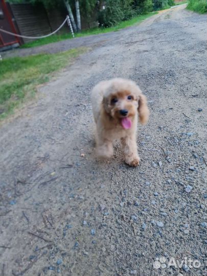 Пудель девочка