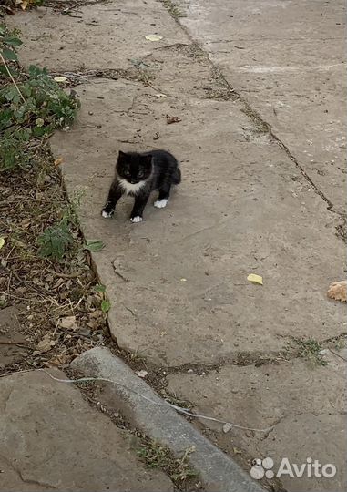 Котята в добрые руки бесплатно