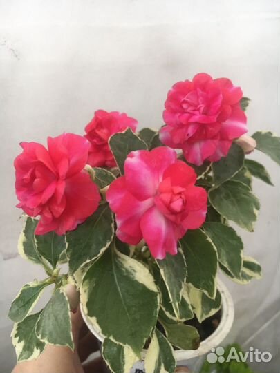 Бальзамины вариегатные