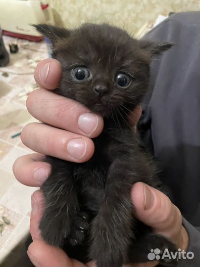 Шотландская