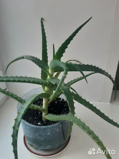 Монстера, алоэ