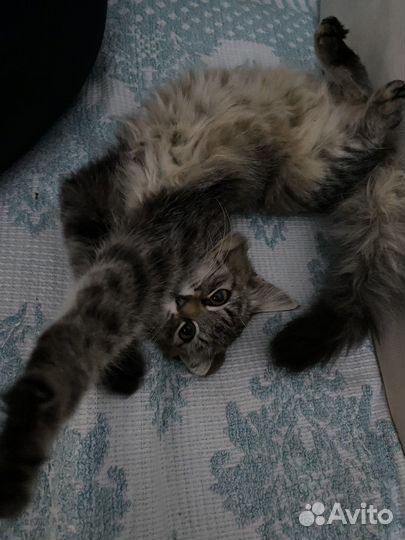 Кошки в добрые руки бесплатно