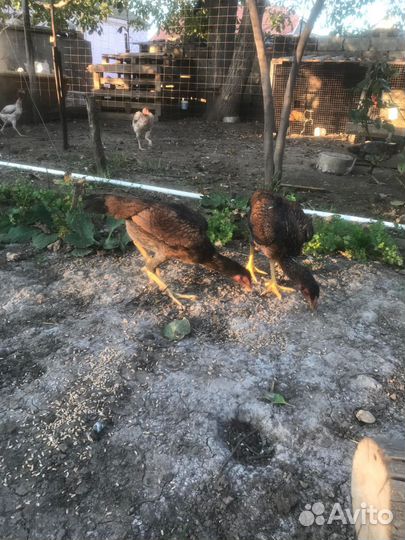 Бойцовые куры