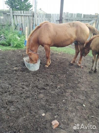 Продам лошадь с жеребёнком