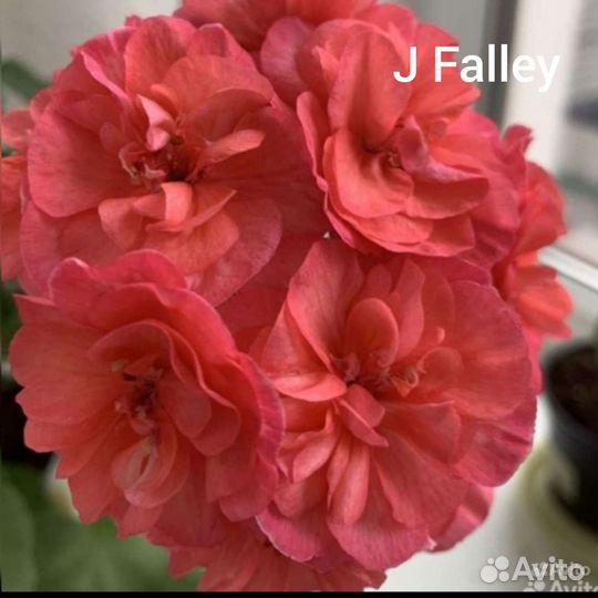 Укорененный черенок сортовой пеларгонии