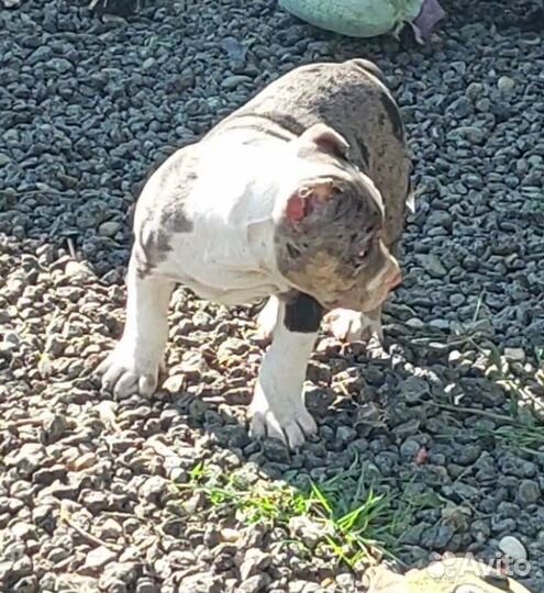 Американский булли покет