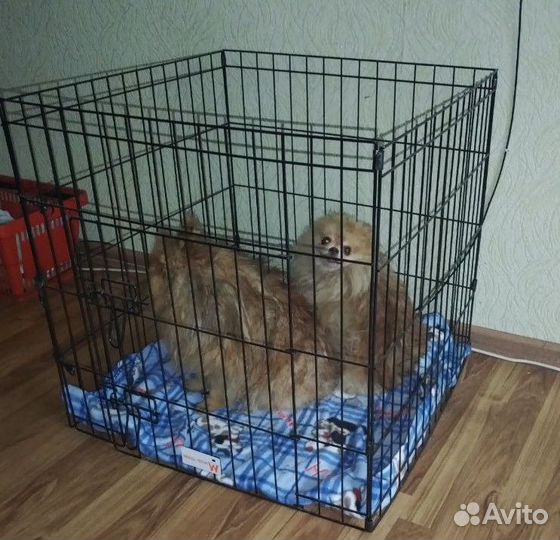 Домашняя студия груминга