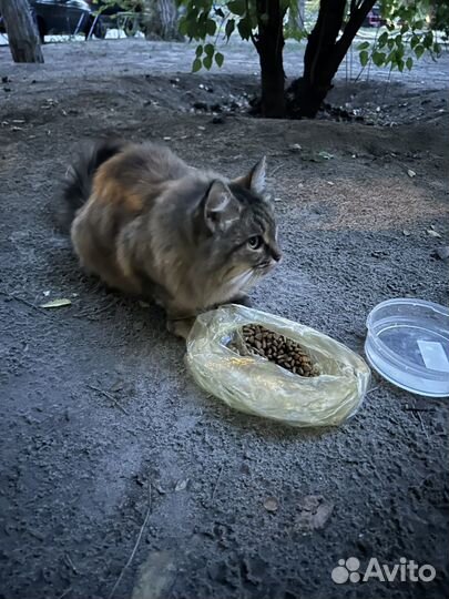 Кошки бесплатно