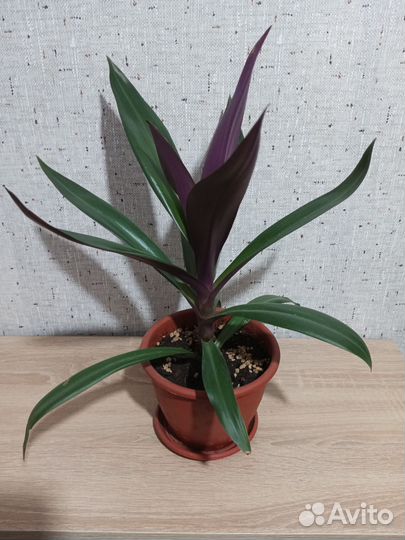 Традесканция Рео