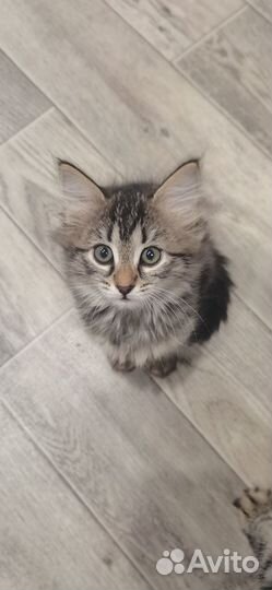 Ищут родителей