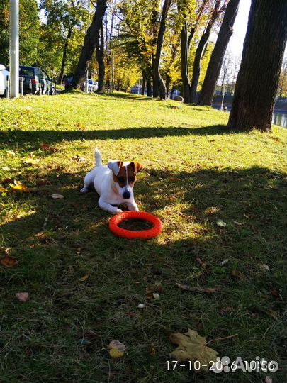 Джек Рассел терьер. Вязка