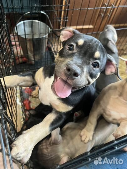 Американский булли классик