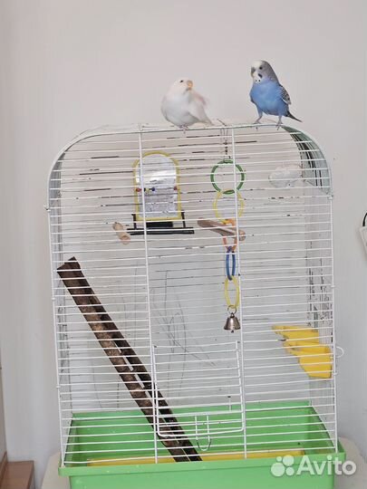 Волнистый попугай с клеткой