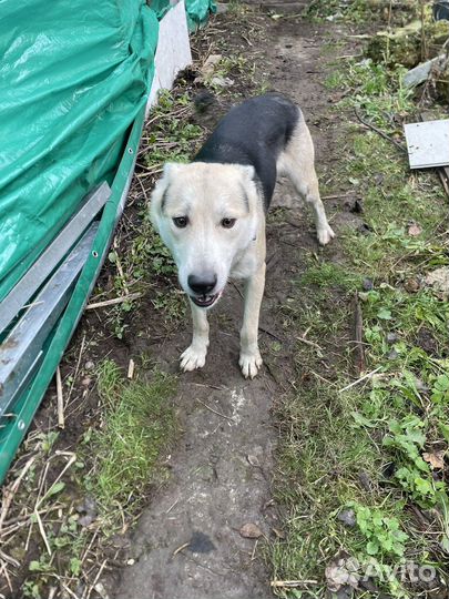 Отдам собаку в добрые руки